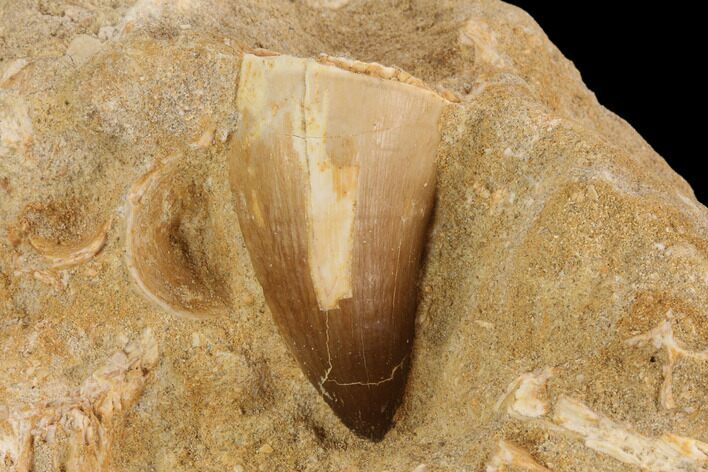 Mosasaur (Prognathodon) Tooth In Rock #91242